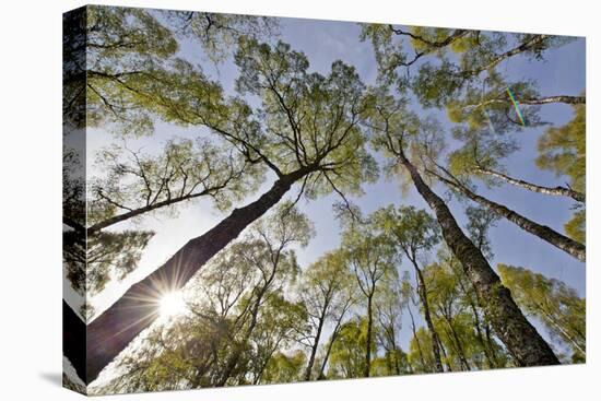 View Looking Up to Silver Birch (Betula Pendula) Canopy in Spring, Craigellachie, Cairngorms Np, UK-Mark Hamblin-Premier Image Canvas