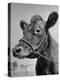 View of a Cow on a Farm-Eliot Elisofon-Premier Image Canvas