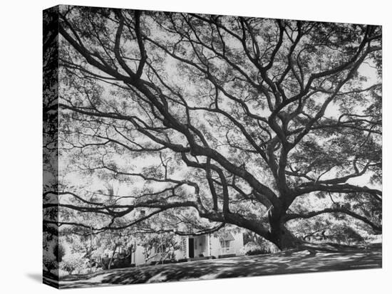 View of a Monkey Pod Tree-Eliot Elisofon-Premier Image Canvas