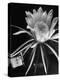 View of a Night Blooming Cereus Blooming at 12:00 AM-Eliot Elisofon-Premier Image Canvas