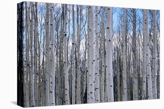 View of Aspen trees in a forest, Cedar Breaks National Monument, Utah, USA-Panoramic Images-Premier Image Canvas