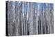 View of Aspen trees in a forest, Cedar Breaks National Monument, Utah, USA-Panoramic Images-Premier Image Canvas