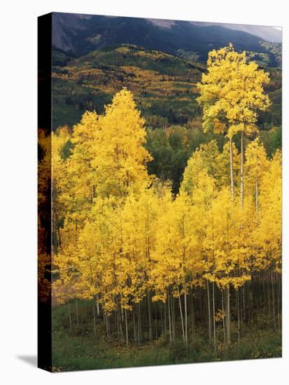 View of Autumn Aspen Grove on Mountain, Telluride, Colorado, USA-Stuart Westmorland-Premier Image Canvas