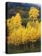 View of Autumn Aspen Grove on Mountain, Telluride, Colorado, USA-Stuart Westmorland-Premier Image Canvas