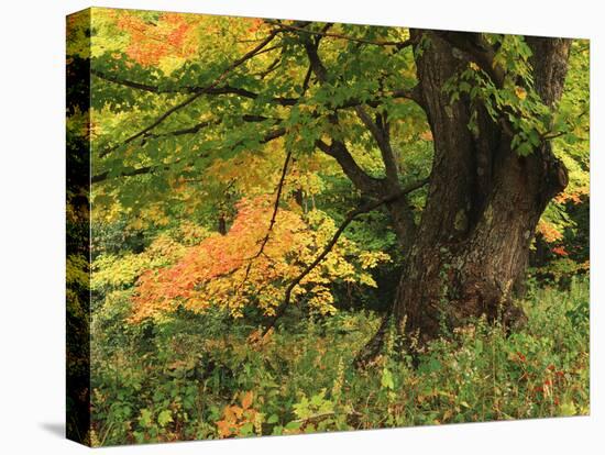 View of Autumn Forest, Vermont, USA-Walter Bibikow-Premier Image Canvas