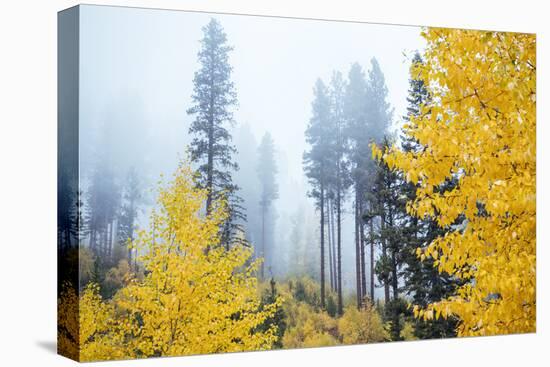 View of autumn trees on forest, Leavenworth, Washington, USA-Panoramic Images-Premier Image Canvas