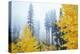 View of autumn trees on forest, Leavenworth, Washington, USA-Panoramic Images-Premier Image Canvas