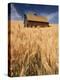 View of Barn Surrounded with Wheat Field, Palouse, Washington State, USA-Stuart Westmorland-Premier Image Canvas