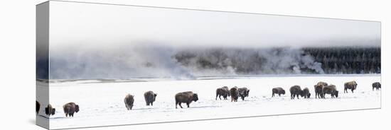 View of Bison herd (Bison bison) Fountain Flats, Yellowstone National Park, Wyoming, USA-Panoramic Images-Premier Image Canvas