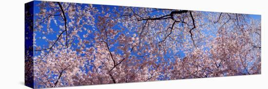 View of Cherry Blossom Trees, Washington State, USA-null-Premier Image Canvas