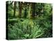 View of Clubmoss, Hoh Rainforest, Olympic National Park, Washington State, USA-Stuart Westmorland-Premier Image Canvas