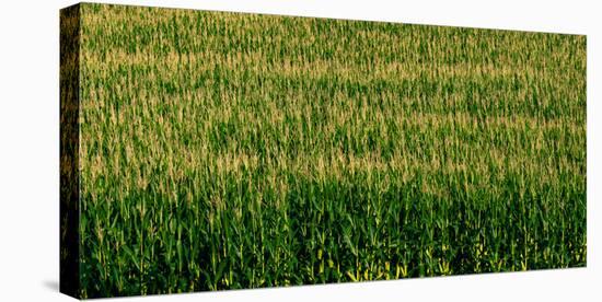 View of cornfield, Cowansville, Quebec, Canada-null-Premier Image Canvas