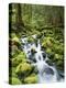 View of Creek in Old Growth Rainforest, Olympic National Park, Washington, USA-Stuart Westmoreland-Premier Image Canvas