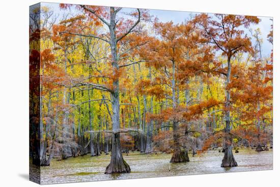 View of Cypress trees, Horseshoe Lake State Fish Wildlife Area, Alexander Co., Illinois, USA-Panoramic Images-Premier Image Canvas