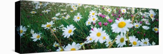 View of Daisy flowers in meadow, Rinzenberg, Rhineland-Palatinate, Germany-null-Stretched Canvas