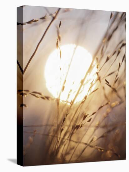 View of Gorgeous Sun Through Fresh Grain-null-Premier Image Canvas