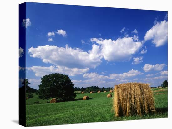 View of Hay Bales in Farm Field, Lexington, Kentucky, USA-Adam Jones-Premier Image Canvas