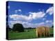 View of Hay Bales in Farm Field, Lexington, Kentucky, USA-Adam Jones-Premier Image Canvas