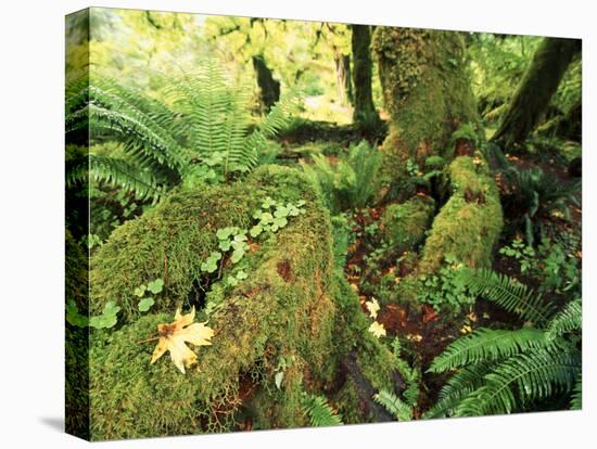 View of Hoh Rainforest, Olympic Peninsula, Olympic National Park, Washington State, USA-Michele Westmorland-Premier Image Canvas