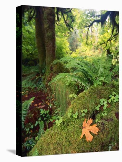 View of Hoh Rainforest, Olympic Peninsula, Olympic National Park, Washington State, USA-Michele Westmorland-Premier Image Canvas