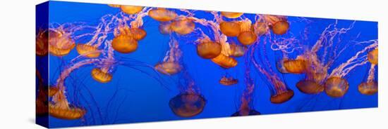 View of Jelly Fish Underwater-null-Stretched Canvas