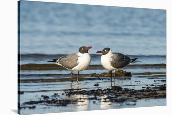 View of Laughing Gull Standing in Water-Gary Carter-Premier Image Canvas