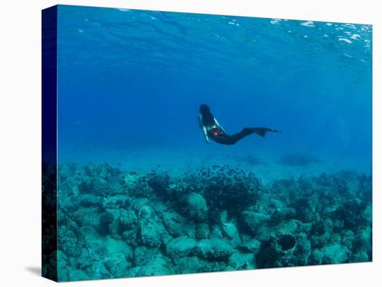 View of Mermaid Swimming Undersea, Hawaii, USA-null-Premier Image Canvas