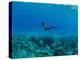 View of Mermaid Swimming Undersea, Hawaii, USA-null-Premier Image Canvas