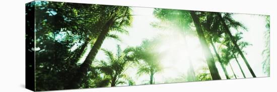 View of Palm Trees, Arenal Region, Costa Rica-null-Premier Image Canvas