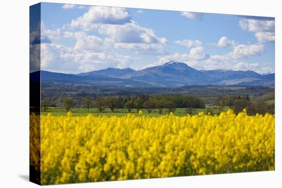 View of Perthshire Mountains and Rape field (Brassica napus) in foreground, Scotland, United Kingdo-John Guidi-Premier Image Canvas