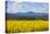 View of Perthshire Mountains and Rape field (Brassica napus) in foreground, Scotland, United Kingdo-John Guidi-Premier Image Canvas