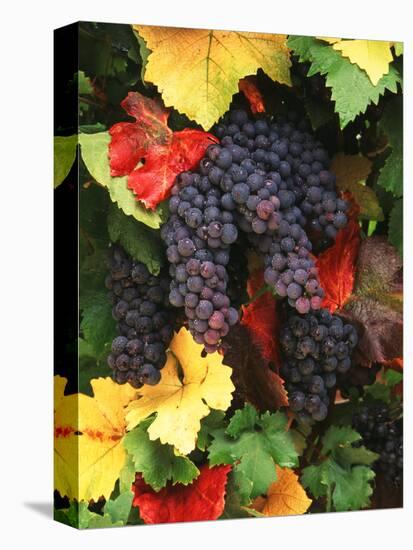 View of Pinot Noir Grape, Willamette Valley, Oregon, USA-Stuart Westmorland-Premier Image Canvas