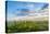 View of prairie, Prairie Ridge State Natural Area, Marion Co., Illinois, USA-Panoramic Images-Premier Image Canvas