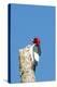 View of Red-Headed Woodpecker-Gary Carter-Premier Image Canvas