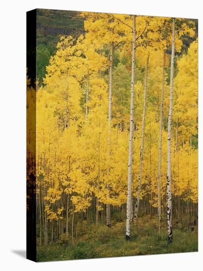 View of San Juan National Forest in Autumn, Colorado, USA-Stuart Westmorland-Premier Image Canvas