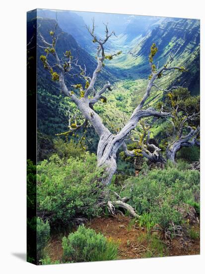 View of Steens Mountain at Little Blitzen River Gorge, Oregon, USA-Scott T. Smith-Premier Image Canvas