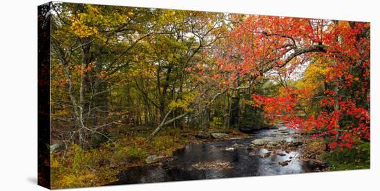 View of stream in fall colors, Maine, USA-null-Premier Image Canvas