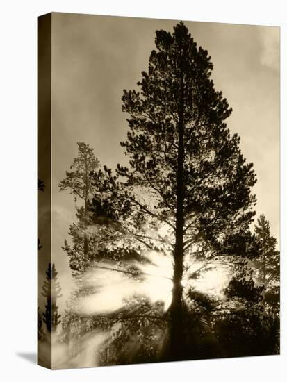 View of Sunbeam Through Trees, Yellowstone National Park, Wyoming, USA-Scott T. Smith-Premier Image Canvas