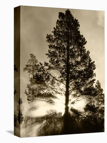 View of Sunbeam Through Trees, Yellowstone National Park, Wyoming, USA-Scott T. Smith-Premier Image Canvas