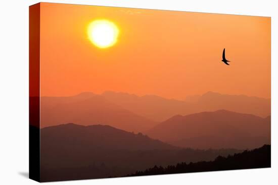 View of sunset over mountains with flying swift, Cumbria, UK-Ashley Cooper-Premier Image Canvas
