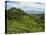 View of Tea Plantations from Lipton's Seat, Haputale, Sri Lanka, Asia-Jochen Schlenker-Premier Image Canvas