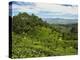 View of Tea Plantations from Lipton's Seat, Haputale, Sri Lanka, Asia-Jochen Schlenker-Premier Image Canvas