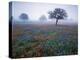 View of Texas Paintbrush and Bluebonnets Flowers at Dawn, Hill Country, Texas, USA-Adam Jones-Premier Image Canvas