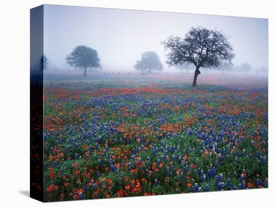 View of Texas Paintbrush and Bluebonnets Flowers at Dawn, Hill Country, Texas, USA-Adam Jones-Premier Image Canvas