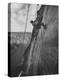 View of the Construction of the Glen Canyon Dam-Ralph Crane-Premier Image Canvas