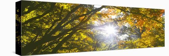 View of tree branches, Hoyt Arboretum, Washington Park, Portland, Oregon, USA-Panoramic Images-Premier Image Canvas