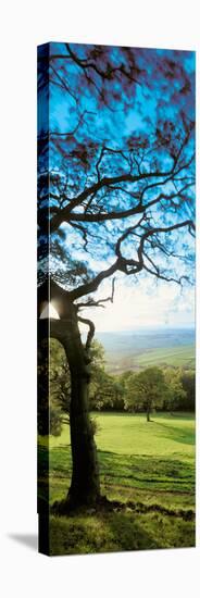View of tree in valley, Wales-null-Premier Image Canvas