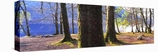 View of trees in a forest, Loch Lomond, Scotland-Panoramic Images-Premier Image Canvas