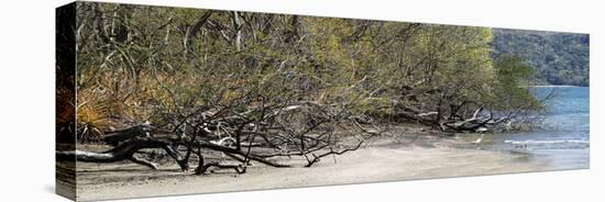 View of Trees on the Beach, Liberia, Guanacaste, Costa Rica-null-Premier Image Canvas