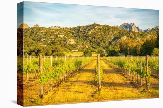 View of vineyard and mountainous background near Arzachena, Sardinia, Italy, Mediterranean, Europe-Frank Fell-Premier Image Canvas